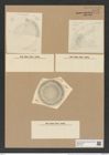 Aulacodiscus huttonii Gr. et St. (de-Toni-Nr.: Genus 182, Species 4549) Zeichnungen Sammlung Grunow Nr. 8152 (NHMW-BOT-W0377516)